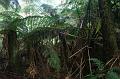 Tree fern gully, Pirianda Gardens IMG_7217